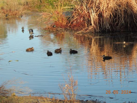 Wetlands end of May